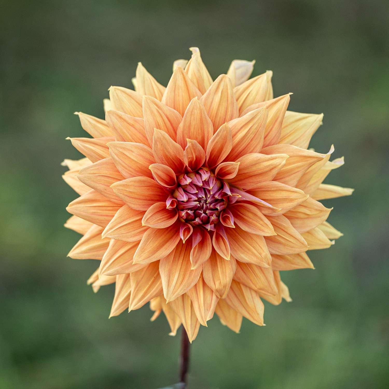 Dahlie 'Mango Madness'